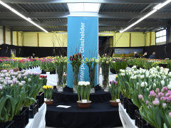 Highlighted image: ‘Deze tulp kan wel eens een grote worden’!